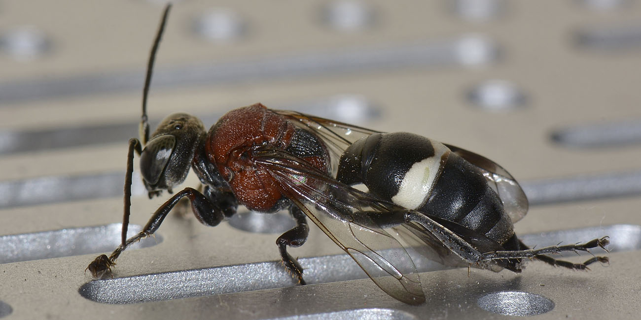 Harpactus formosus? No: Oryttus concinnus, Crabronidae